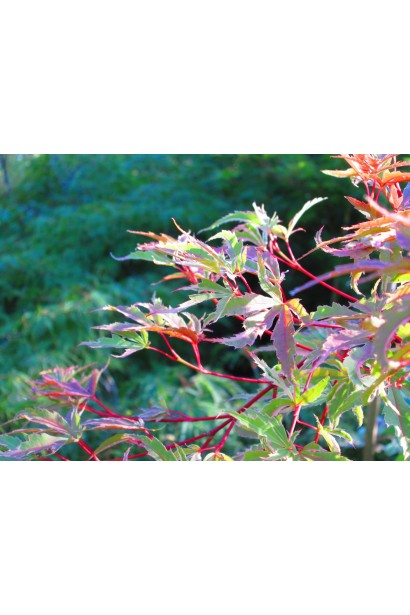 Клен Баттерфляй в ландшафті